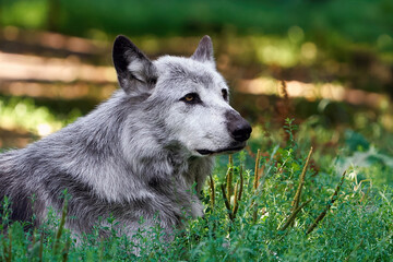 Wolf (Canis lupus)