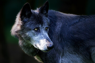 Fototapeta premium Wolf (Canis lupus)