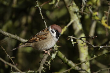 Eurasian tree sparrow (Passer montanus)