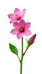 Obraz premium Pink flowers on green stem isolated on white background, isolated, botanical