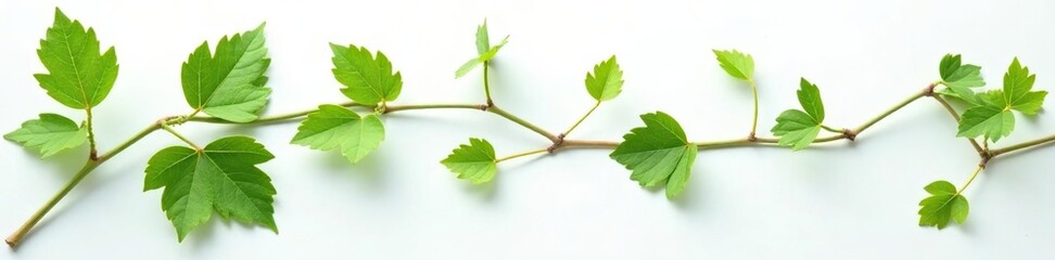 Obraz premium Delicate vine leaves scattered on a pure white surface, greenery, simple
