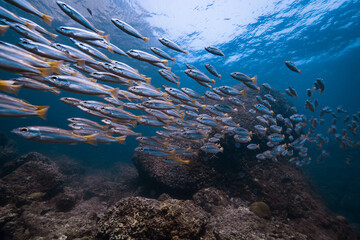 giant School of Fishes over a healthy coral reef