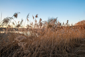 Tall winter reeds under a pale sky