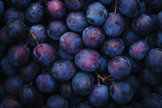 Damson Quetsche Plum. Whole Fresh European Purple Fruit Organic Ripe Food