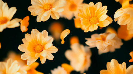 Fototapeta premium Falling yellow and orange chrysanthemums for autumn floral background design