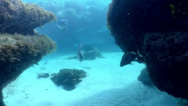Large Predator Aquarium with Sharks and Fish 