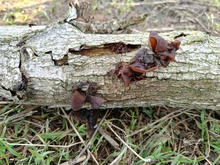 mushrooms grew on an old log