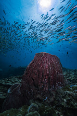 giant School of Fishes over a healthy coral reef