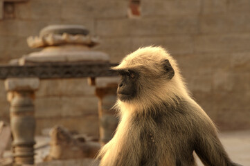 Fototapeta premium Langur Monkey Sitting in Historic Stone Architecture