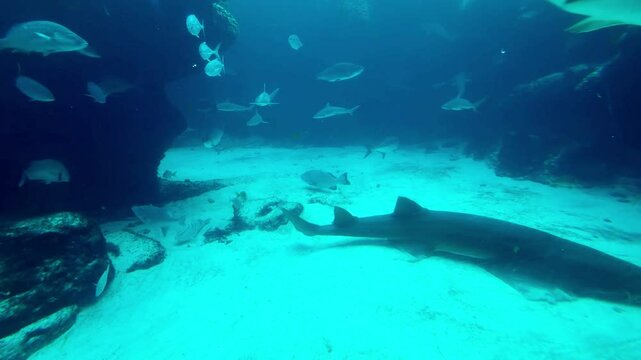 Large Predator Aquarium with Sharks and Fish 