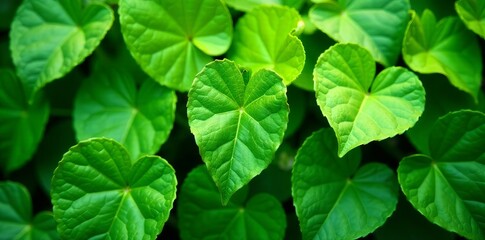 Close-up collage of vibrant green vine leaves, nature, flora
