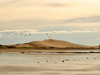 single sand dune in a vast beach landscape with seagulls flying above