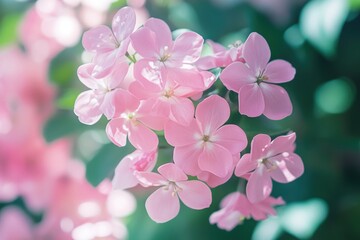 A close-up shot of a bunch of pink flowers
