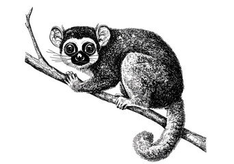 Wildlife illustration, trendy wall decor, hand-drawn mouse lemur, vintage animal art, black sketch effect, old engraving style, white background, retro animal sketch. © Vintage Studio