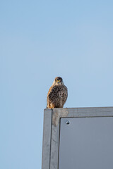 close-up of a kestrel sitting on a corner