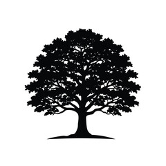 Fototapeta premium Silhouette of a Majestic Oak Tree with a Full Canopy and Strong Trunk