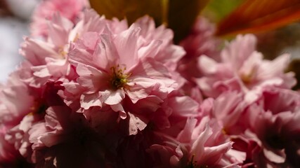 flowers with large pink petals as a background