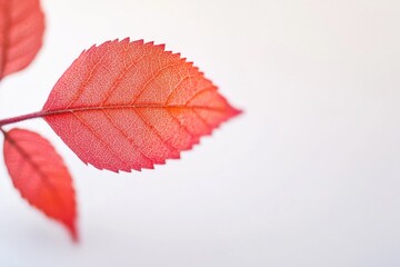 Close-up of a leaf on a branch, showcasing natural texture and veins