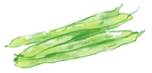 新鮮で美味しそうなインゲン豆の水彩イラスト