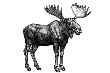 Obraz premium Hand-drawn moose illustration, large forest animal in antique style, vintage wildlife art, trendy vector print, black sketch effect, nature design, white background, wildlife print.