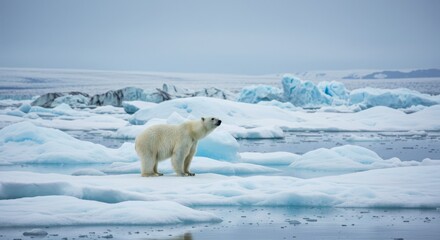 International Polar Bear Day