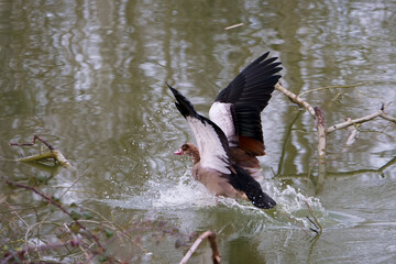 goose, egyptian, bird, animal, wildlife, nature, ornithology, co