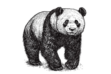 Black sketch effect panda bear illustration, cute animal vector, endangered species, wildlife art, hand-drawn vintage style, trendy print design, nature wildlife