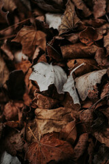 Leaves on the Ground