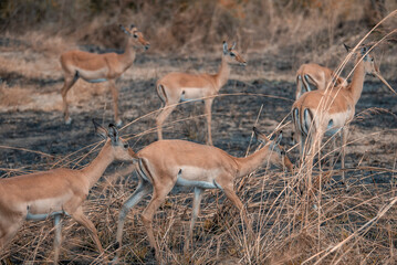 A herd of antelopes in their natural habitat in Africa
