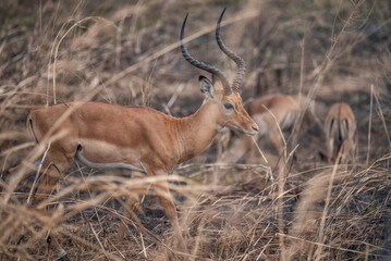 Antelopes hidden among the grasses in Africa © Ewelina