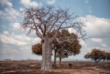 Beautiful trees on safari in Tanzania