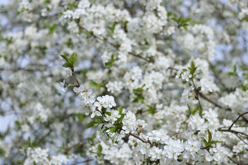  Blooming cherry tree with white flowers on branches. Soft-focus background enhances the natural...