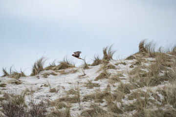 kestrel in flight