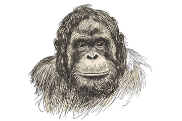 Animal art hand-drawn orangutan, trendy wildlife illustration, black sketch effect, old engraving style, vintage home decor, nature art, artistic wall decor.