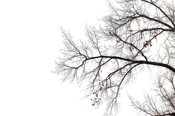 Natural large oak branch on transparent background