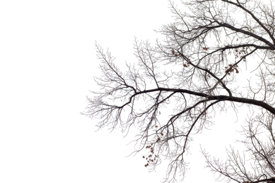 Natural large oak branch on transparent background
