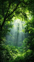 Fototapeta premium Mysterious sunlit forest lush green wilderness nature tranquil environment serene viewpoint