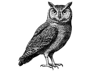 Owl in old engraving style, vintage wildlife art, black sketch bird print, trendy design, white background, nature illustration