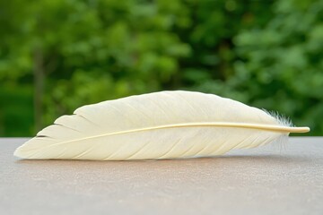 Close-up of a single, light-colored feather with intricate patterns resting on a brown surface against a blurred green background