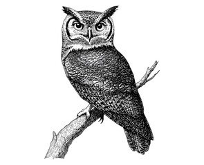 Wildlife illustration of hand-drawn owl, vintage animal art, black sketch effect, trendy wall decor, old engraving style, white background, nature-themed art, retro decor.