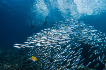 giant School of Fishes over a healthy coral reef