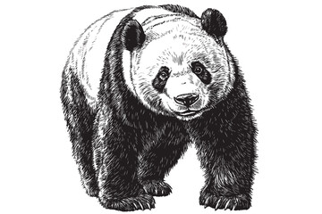 Hand-drawn panda bear, vintage vector art, cute animal, endangered species illustration, black sketch effect, trendy print design, wildlife, white background, animal art © Vintage Studio