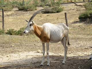 Scimitar oryx