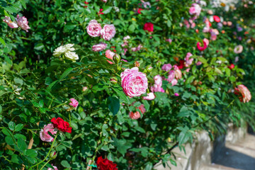 Multicolored rose in flower garden,Сolorful roses in rose garden and wooden window,English roses of different colors in english garden.