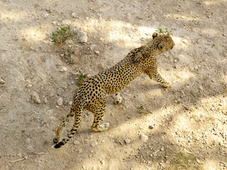Cheetah (Acinonyx jubatus) Back from Aerial View