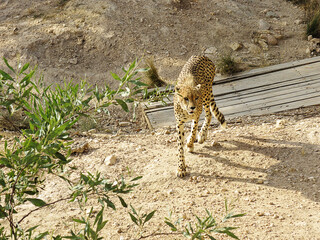 Cheetah (Acinonyx jubatus) Big Cat © csiling