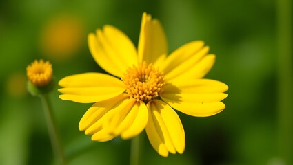 Obraz premium Vibrant Yellow Flower Close up Spring Bloom Nature Photography