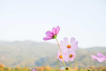 Fototapeta premium Beautiful cosmos flowers blooming in garden,wild pink cosmos flowers in spring day,view of the various cosmos flowers,Selective focus.