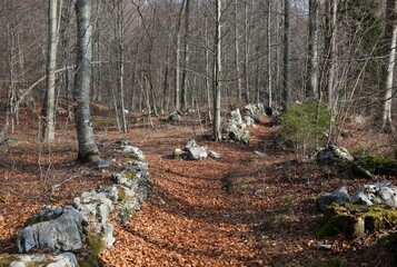 trail junction in the middle of the woods with leaves in autumn