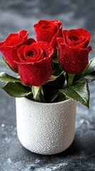 Beautiful red roses in a white pot with raindrops resting on petals symbolize love and elegance in a home setting